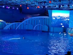 -海合安青岛极地海洋公园