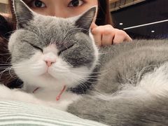 -CAT’S MEWSTAR CAFE·喵星球猫屋(晴湾咖啡店)