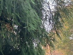 -山王坪喀斯特国家生态公园