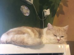 -猫猫幼稚园·撸猫·桌游·电玩