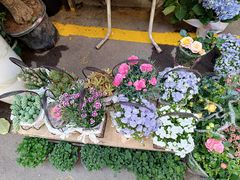 -循礼门鲜花花市(武汉循礼门店)