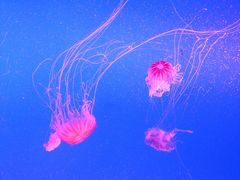 -合肥海洋世界