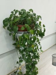 -P.STYLE派斯造型