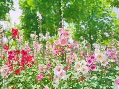 -上海滨江森林公园