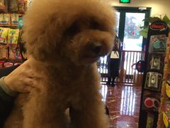 -多卡布奇宠物生活馆(上林世家店)