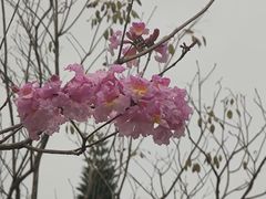 -银湖山郊野公园-相思林