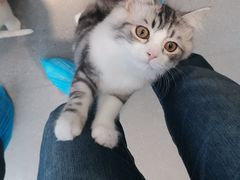 -飞行喵MR PILOT|猫舍·猫咖(静安大融城店)