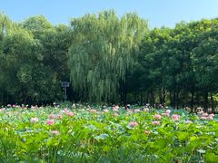 -东升八家郊野公园