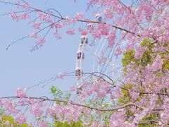 -顾村公园