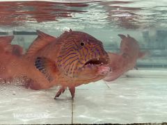 -沙田台山海鲜·酣客酒窖