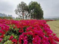 -光明小镇欢乐田园