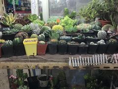 -万商花鸟市场