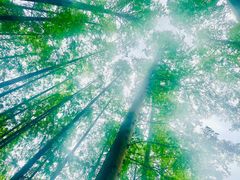 -黄海国家森林公园