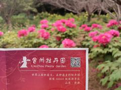 -曹州牡丹园