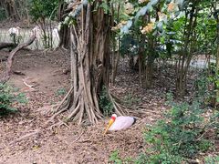 -广州长隆飞鸟乐园