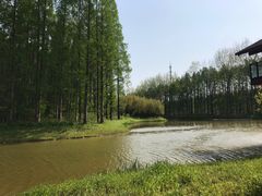 -黄海国家森林公园