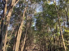 -火炉山森林公园