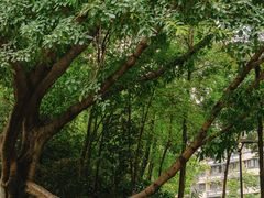 -成都市活水公园