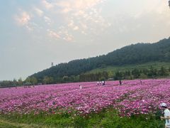 -径山花海