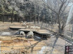 -沈阳森林动物园