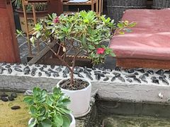 -丽江庭院之爱在路上(西单店)