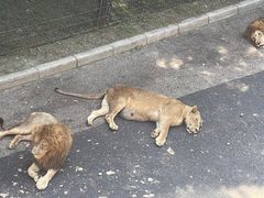 -大连森林动物园