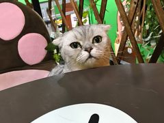 -李小姐の猫咖啡馆(五角场店)