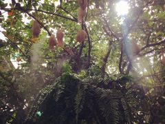 -Fern Forest Cafe