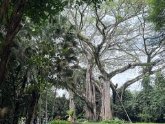 -瑞丽独树成林风景区