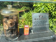 -广州神农草堂中医药博物馆
