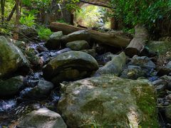 -深圳仙湖植物园