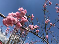 -天适樱花悠乐园