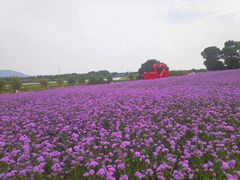 -西京湾花海