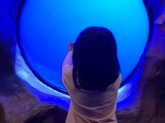 -芜湖新华联大白鲸海洋公园