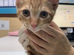 -宠颐生猫科·内科皮肤科(西平世纪城店)