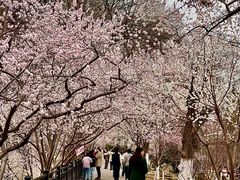 -桃花堤公园
