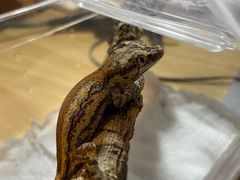 -酷以爬仙阁实体爬宠店·守宫·蜥蜴·专业繁育