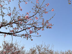 -高东镇樱花园