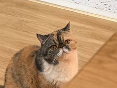 -滚猫咖啡·猫咖·猫友好撸猫(未来城店)