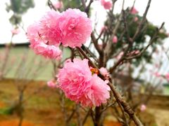 -天适樱花悠乐园