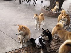 -柴犬高等学院·狗咖·柴犬售卖·宠物训练