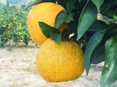 -卓兰芳烈士纪念馆