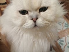 -猫猫幼稚园·撸猫·桌游·电玩