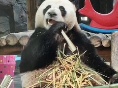 -栾川竹海野生动物园