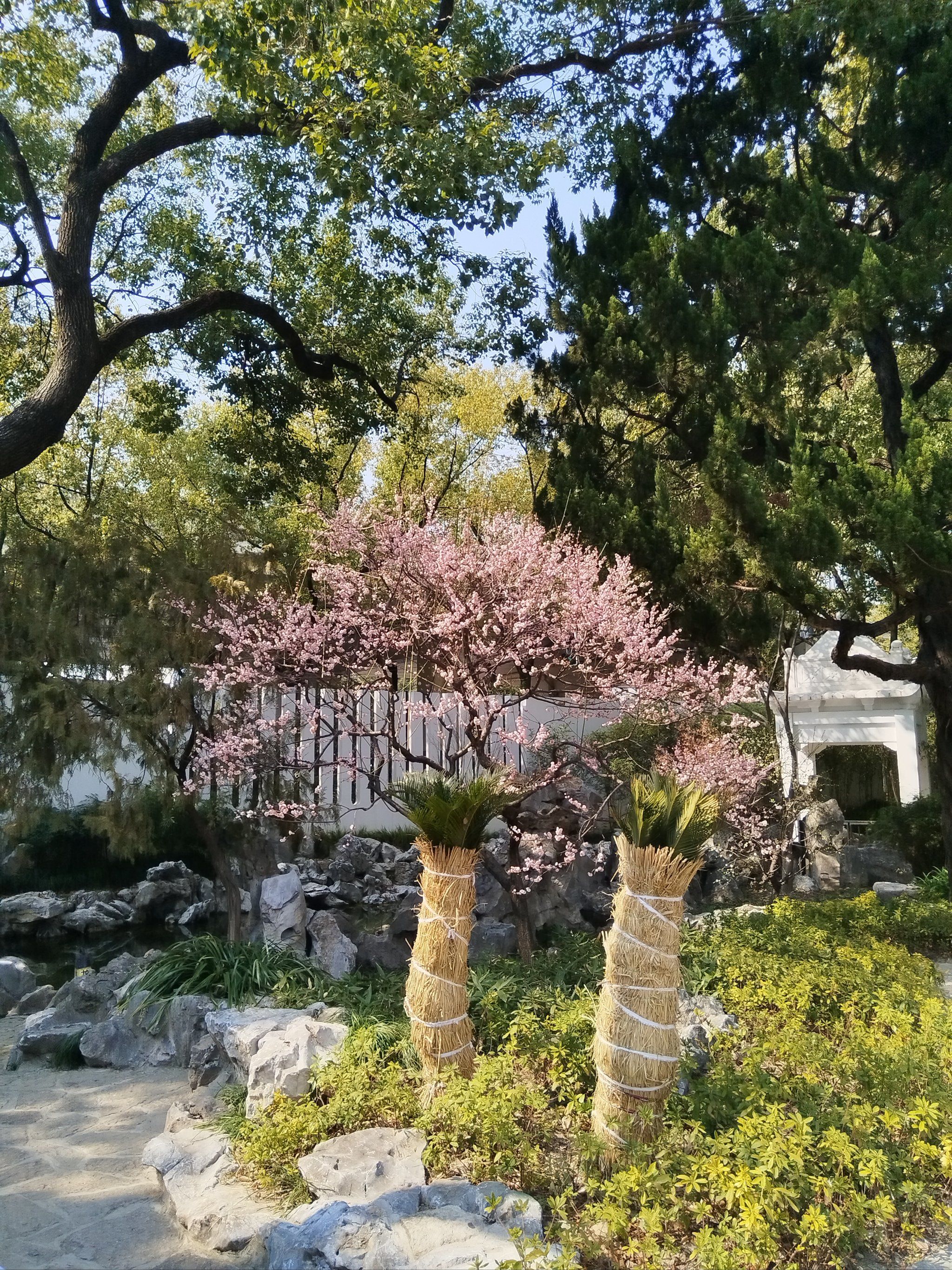 漕溪公园春光好,墙角梅花意盎然