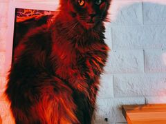 -平行世界·猫咖(首经贸店)