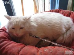 -Babycat私家御饼屋(龙头路一店)