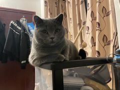 -lincat·猫舍(广州店)