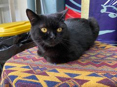 -喵屿·大理花园猫咖