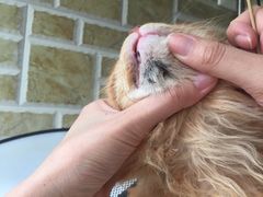 -瑞派动物医院·绝育·犬猫全科·预防医学(光景江南中店)